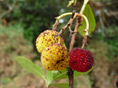 Fruits rouge orangés à maturité appelés arbouses. Comestibles, ils ressemblent à des fraises d'où le nom anglais strawberry tree donné à l'arbousier. Agrandir dans une nouvelle fenêtre (ou onglet)